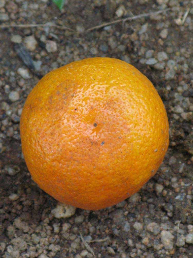            Fruit (Riverside, CA)   